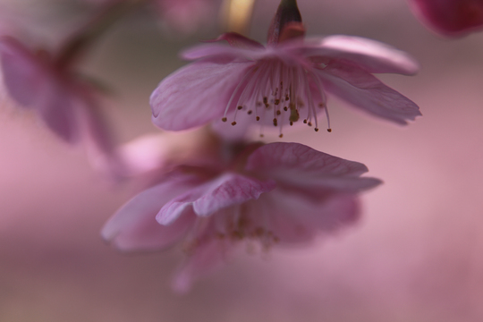 河津の桜.jpg