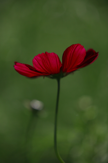 赤い花.jpg