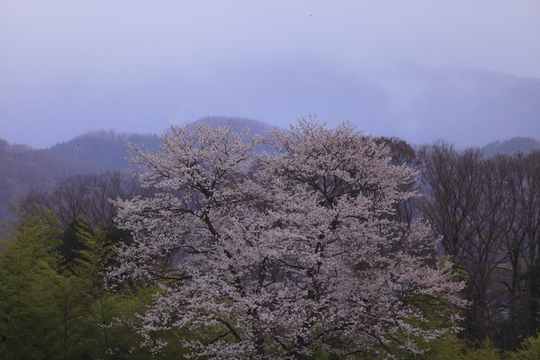 里山の桜.jpg